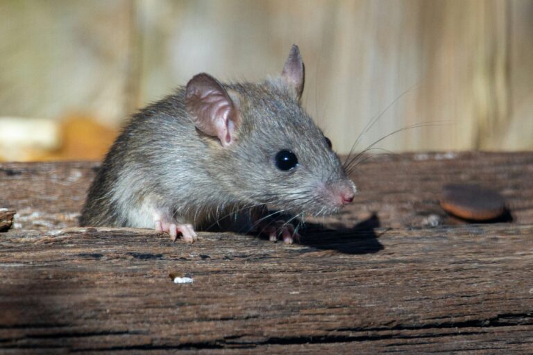 tikus sedang mengintip diatas kayu