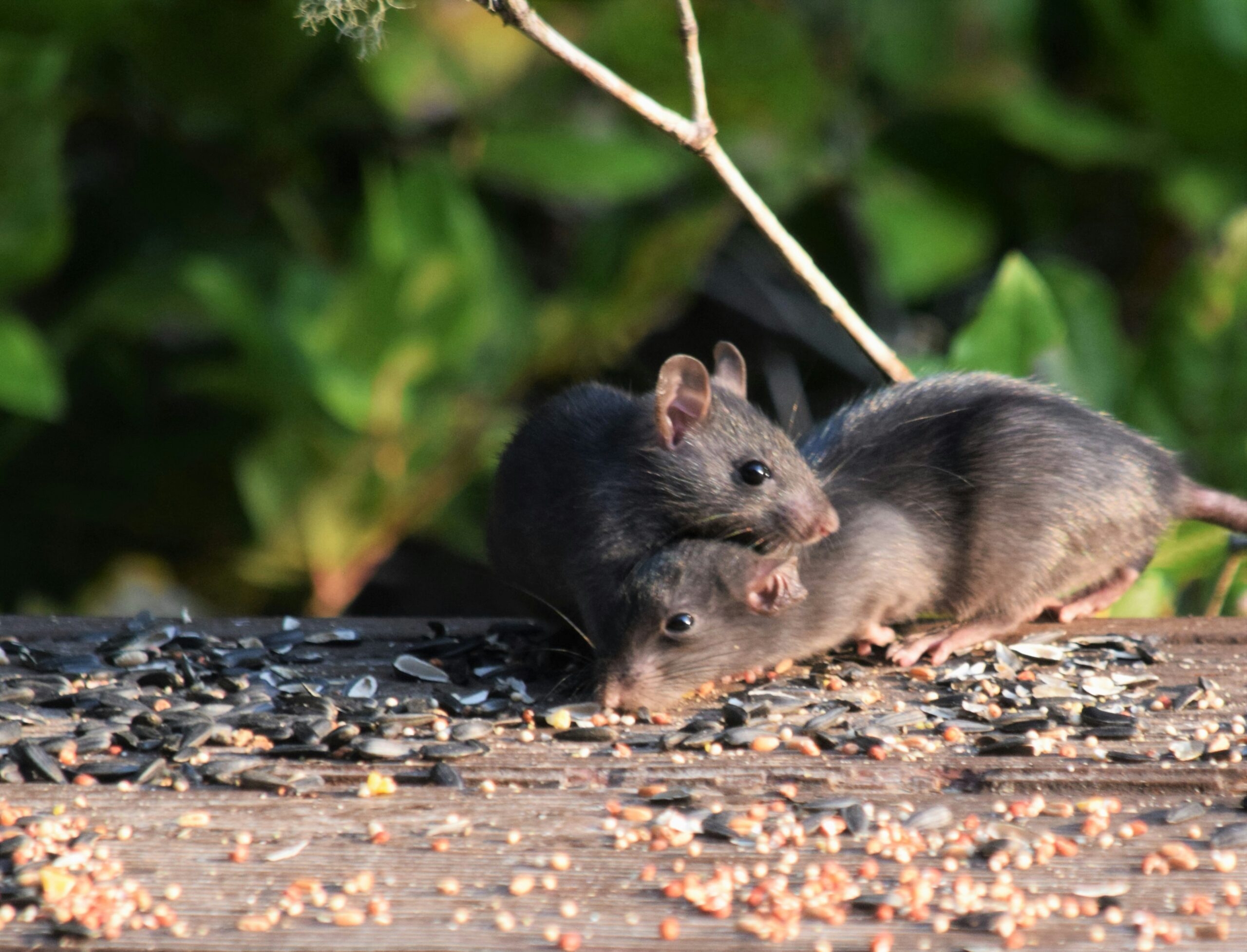 Tikus Masuk ke Rumah pada Malam Hari